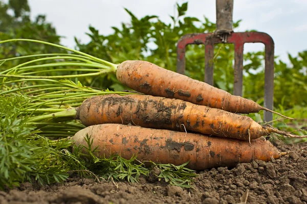 Färska carrotts — Stockfoto