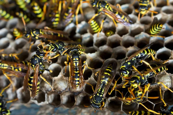 Paper wasps tending nest — Stock Photo, Image
