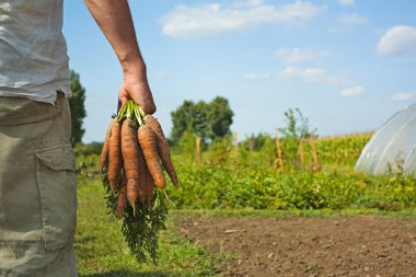 Carrot Harvest clipart