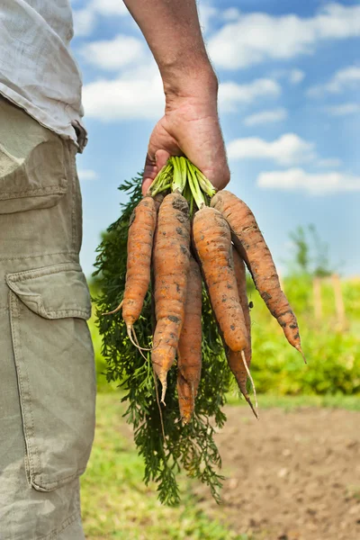 Colheita de cenoura — Fotografia de Stock
