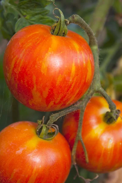 Heirloom tomato — Stock Photo, Image