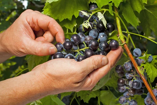 Wijnboer inspectie druiven in close up — Stockfoto