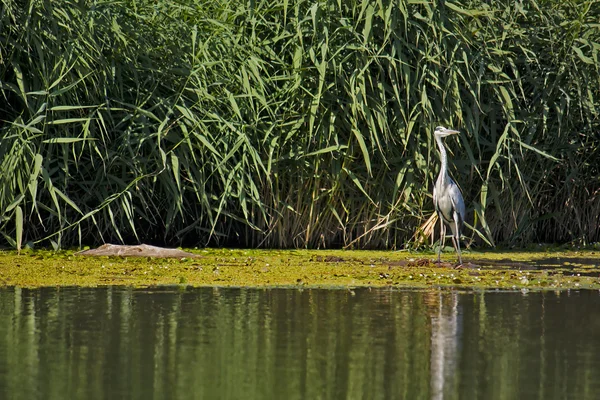 stock image Grey Heron