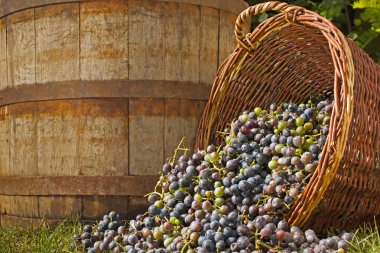 Grape Harvest clipart