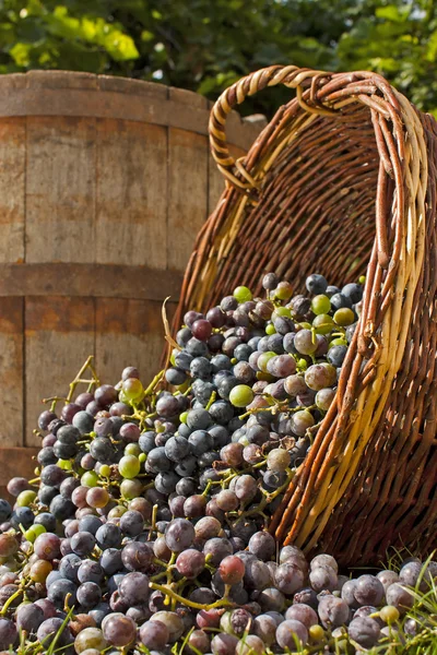 Panen anggur — Stok Foto