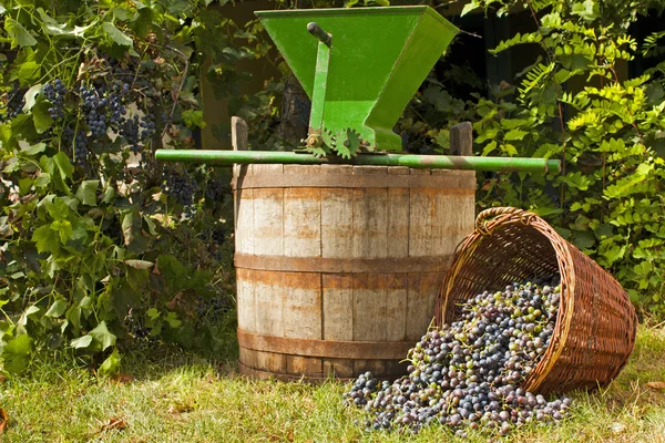 Wine grape still life — Stock Photo, Image