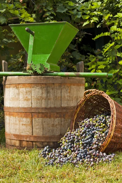 Wine grape still life — Stock Photo, Image