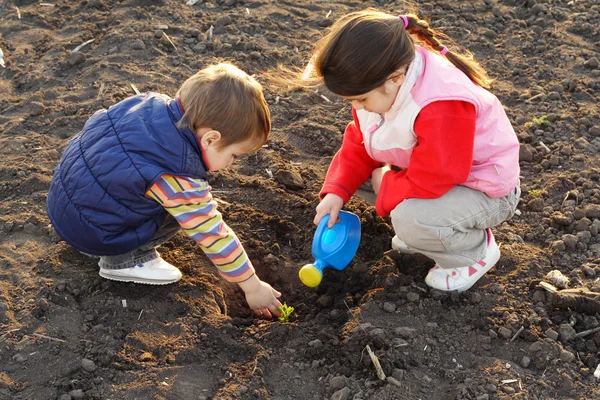 Petits enfants sur le terrain ensemencement de la plante — Photo