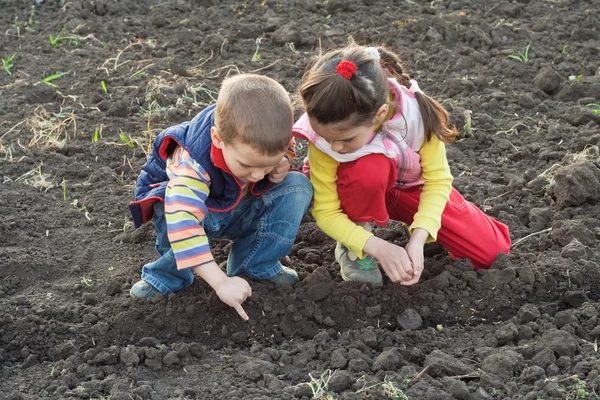 Two little children planting seeds in the field — Stock Photo, Image