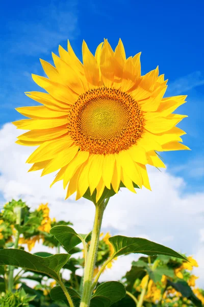 stock image Yellow sunflower against blue sky