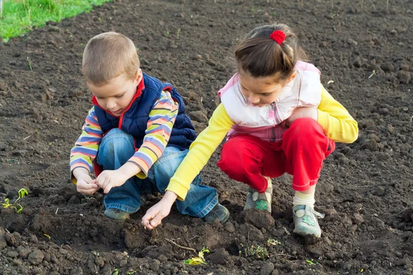 Двое маленьких детей сеют семена в поле — стоковое фото