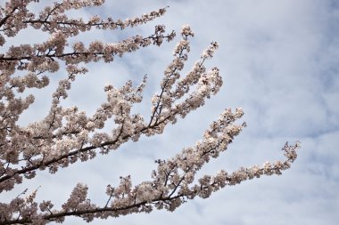 Londra'da kiraz ağacı