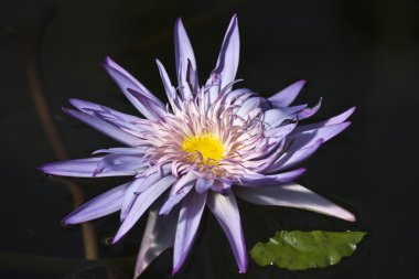 Kew Gardens (Londra'da Botanik Parkı). Lotos