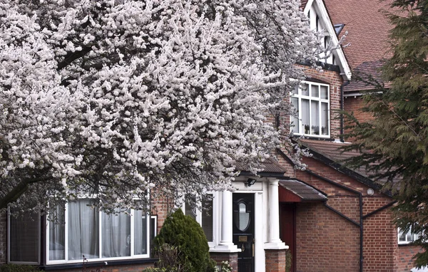 ロンドンに桜の木 — ストック写真