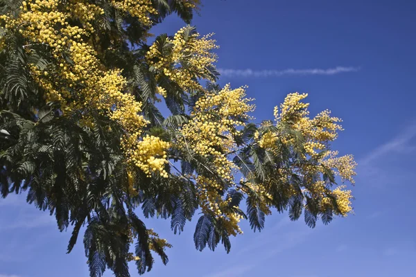 stock image Blooming mimosa in London