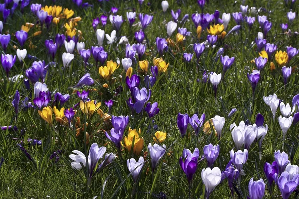 stock image Crocuses in London park