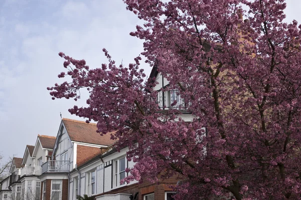 ロンドンに桜の木 — ストック写真