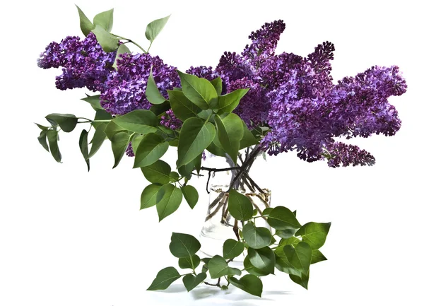 stock image Red lilac