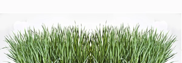 stock image Spring grass