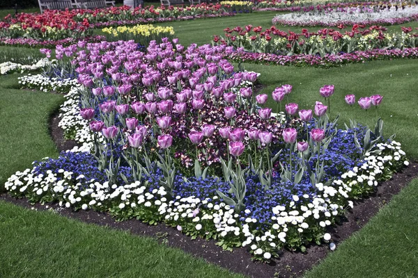 Tulipes roses dans le parc Kew Gardens — Photo