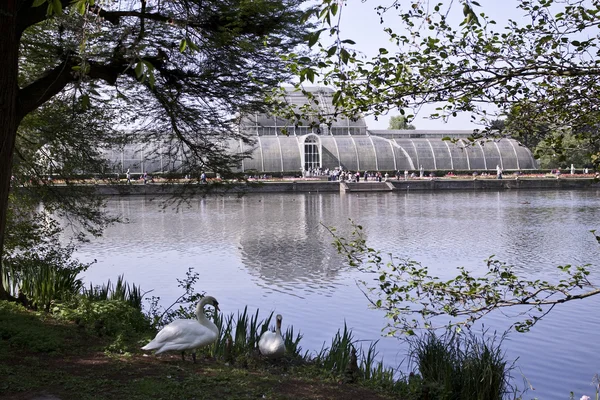 Кью Гарденс (ботанический парк в Лондоне) ) — стоковое фото