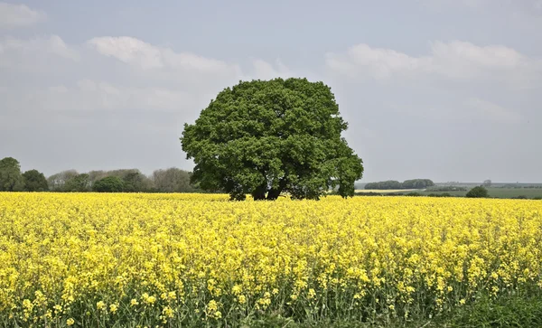 Gelbe Wiese und Baum — Stockfoto