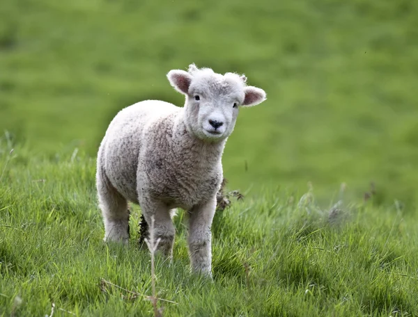 stock image Lamb in countryside