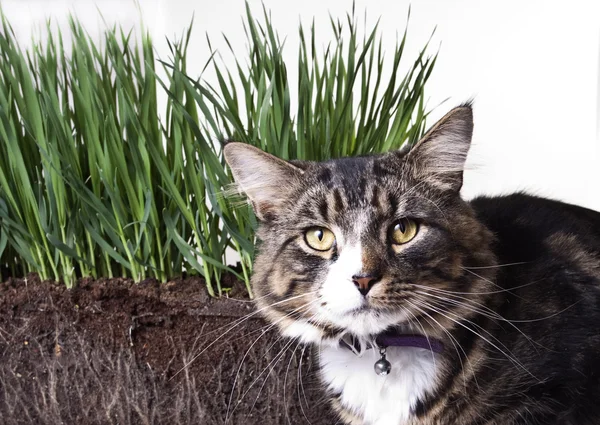 Tavaszi fű és a macska Jogdíjmentes Stock Képek