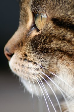 Gato de perfil