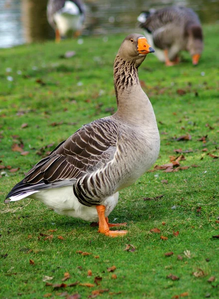 stock image Grey goose