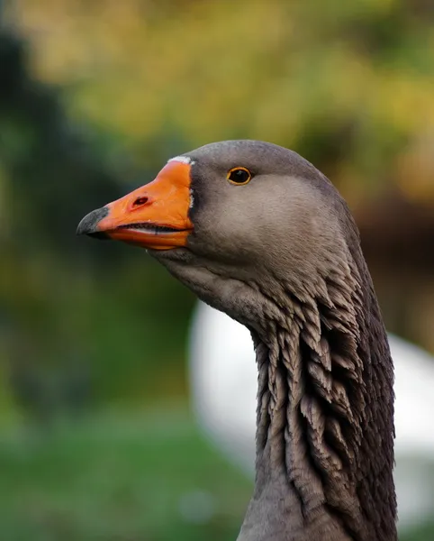 stock image Grey goose