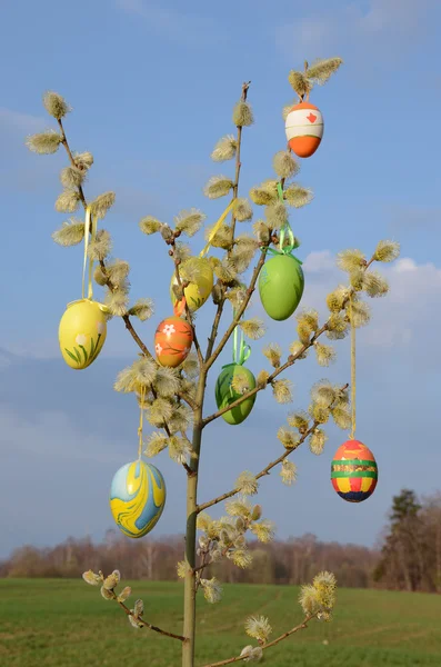 Пасхальные яйца на весенней иве — стоковое фото