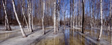 Birches grove erken Bahar