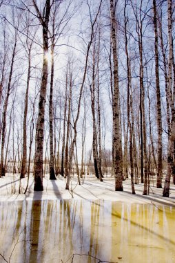 birches Grove erken Bahar