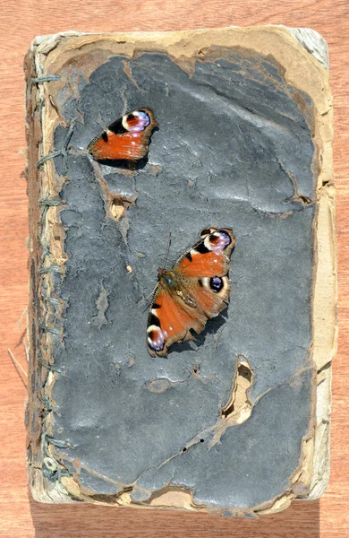 Livro velho grunge capa com borboleta — Fotografia de Stock