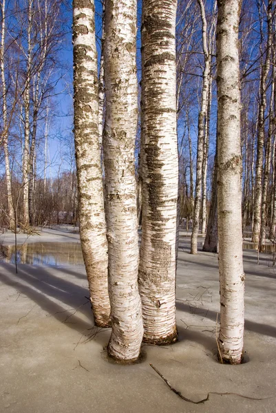 Early spring in the birches grove — Stock Photo, Image