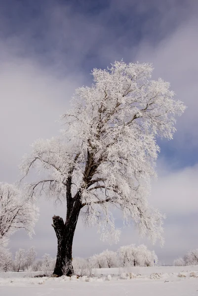 冬の霜と大きな木 — ストック写真