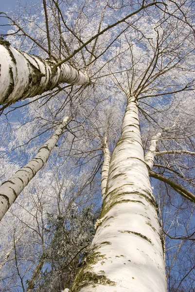 Winter birches in white rime — Stock Photo, Image