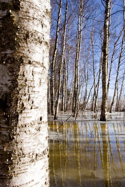 Early spring in the birches grove — Stock Photo, Image