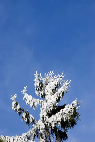 Árvore de abeto de inverno com neve e casco — Fotografia de Stock