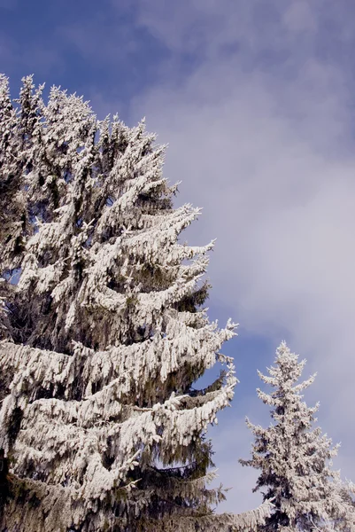 Granar i snö och hoar — Stockfoto