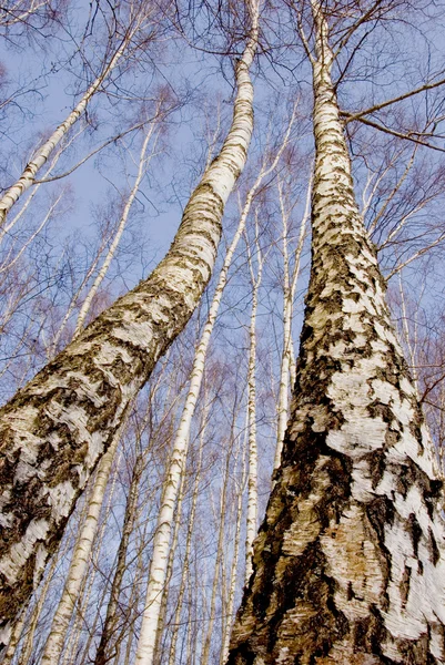 Two march birches on sky background — Stock Photo, Image