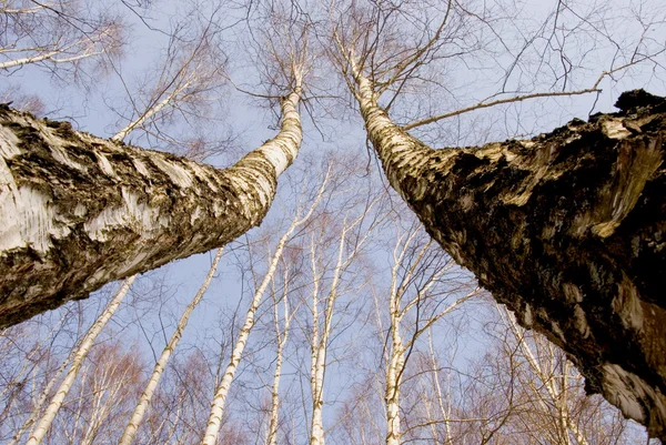 Two march birches on sky background — Stock Photo, Image