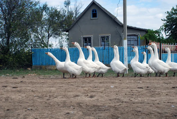 Białe gęsi w ukraińskiej wsi — Zdjęcie stockowe