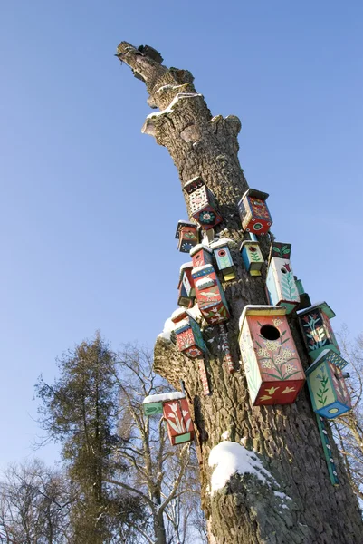 Большое старое дерево с цветными гнездовыми коробками — стоковое фото