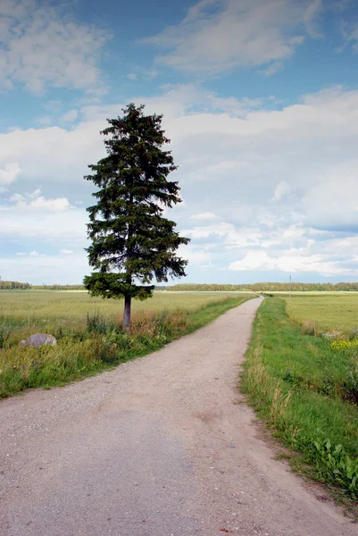 Country road and old fir — Stock Photo, Image
