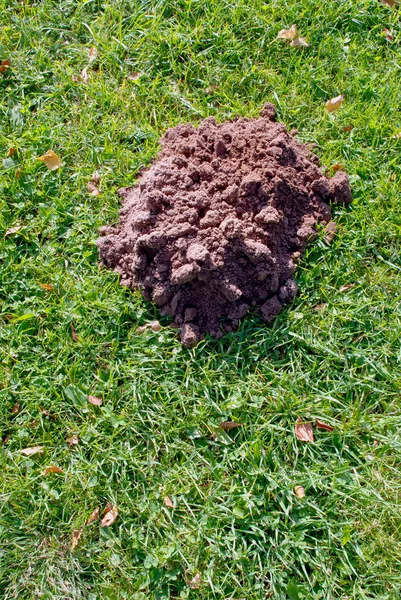 New mole molehill on the grass — Stock Photo, Image