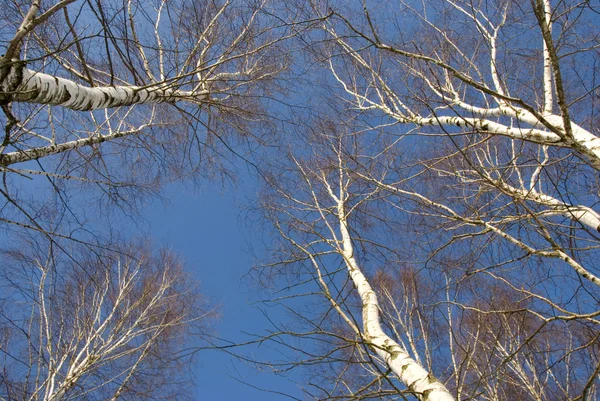 March birches on blue sky background — Stock Photo, Image