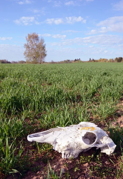 Cráneo de caballo en campo de maíz de primavera — Foto de Stock