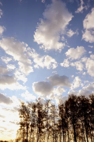 Cahaya pagi dengan awan dan latar belakang pohon — Stok Foto